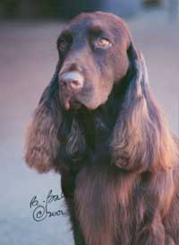 Field Spaniel