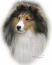 Shetland Sheepdog