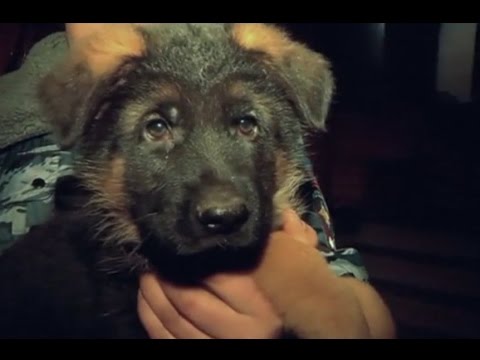 Russia Sends Puppy To France in Beautiful Display Of Solidarity