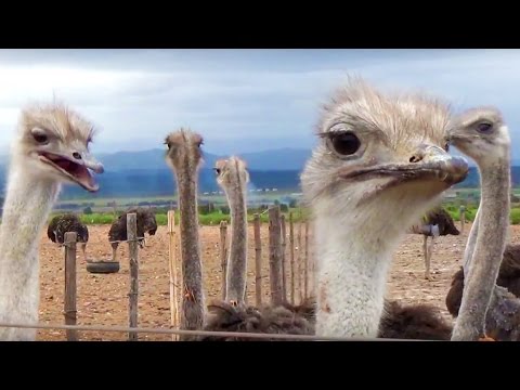 Ostriches Killed for Hermès, Prada Bags