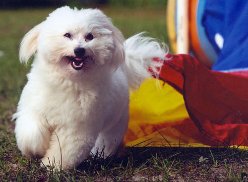 Health Champion Coton de Tulear doing agility