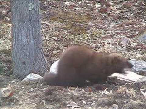 fisher "cat"