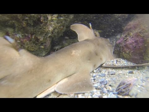 Horn Shark in Laguna Beach California