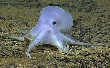 The octopus was found on the Pacific Ocean floor near the Hawaiian Islands