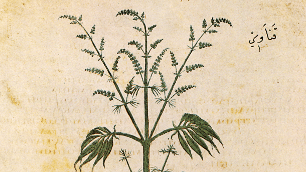 Clipped from a scanned page from the Vienna Dioscurides, a 6th Century botanical guide, depicting Cannabis sativa.
