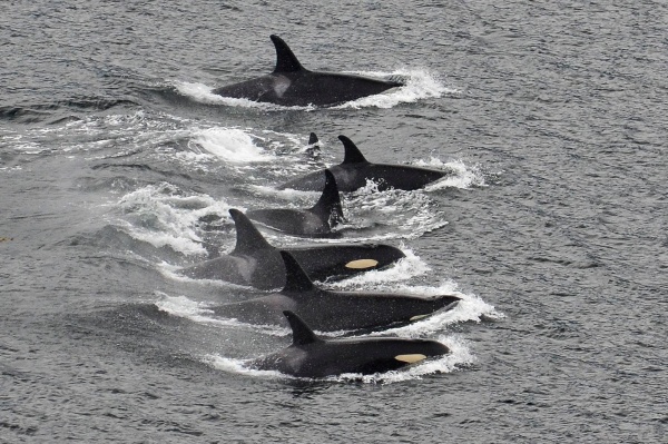 Springer in Johnstone Strait