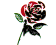 anarchist black & red rose
