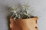 Staghorn fern