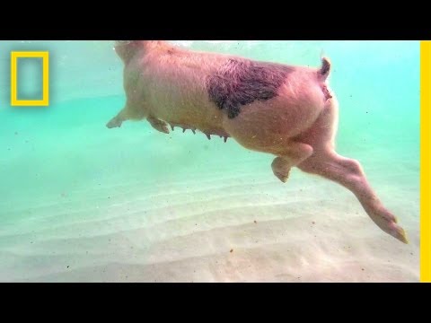 Swimming Pigs Rule This Tropical Island