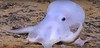 New ghost-like octopus found near Hawaii : Casper .