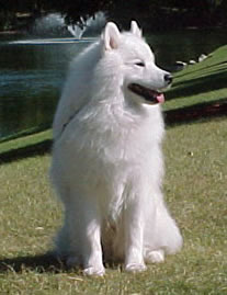 Samoyed