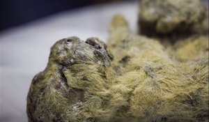 South Korea to CLONE Stone Age cave lions found in Siberian permafrost