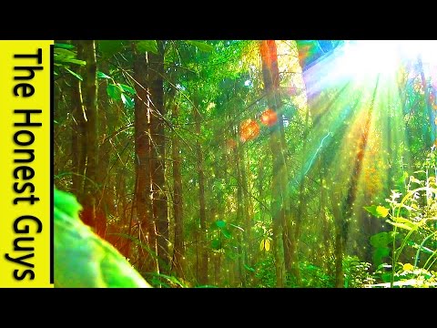 3 HOURS of Nature Sounds "Windy Enchanted Forest" Relax. No Music. Sleep, Study, Meditation