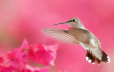 hummingbird valentine