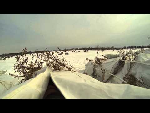 March 1 Late Season Goose Hunt Southern Ontario