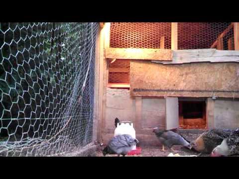 Murray McMurray Hatchery chicks 8 weeks old