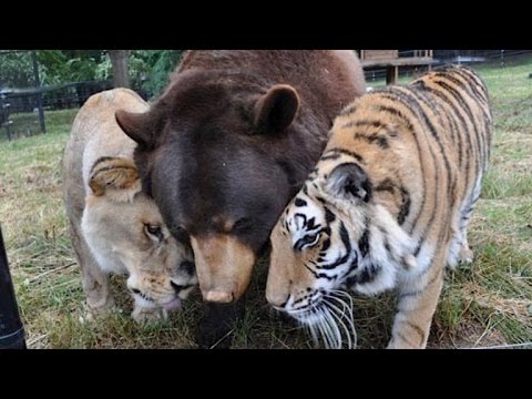 Lion, Tiger and Bear Are Inseparable After Being Found Abused in Basement