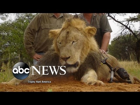 Cecil the Lion: What Happened When Beloved Lion Was Killed