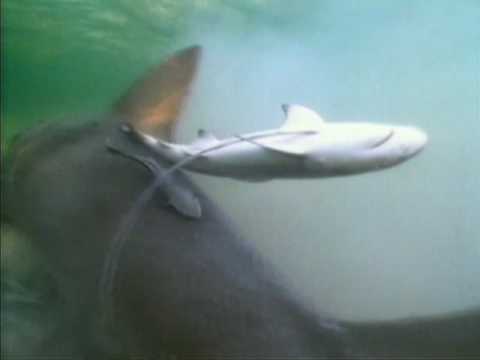 Shark Week 2007 - Lemon Shark Gives Birth