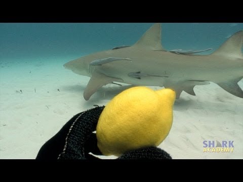 Shark Academy: Lemon Sharks