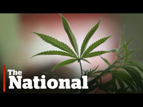 How marijuana legalization could change Canada