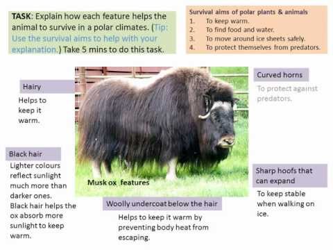 Plants & animals in polar climate LESSON2