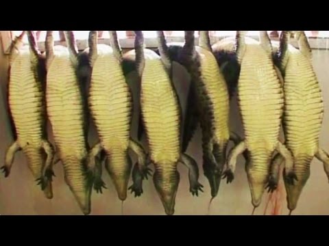 Reptiles Killed for Their Skin