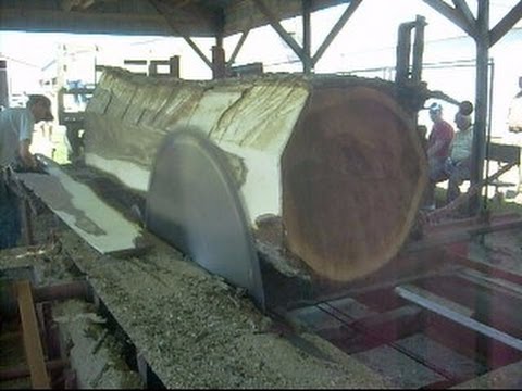 Steam Powered 1800s Circular Sawmill Sawing Huge 36" Walnut log into 20 inch wide 5/4 boards