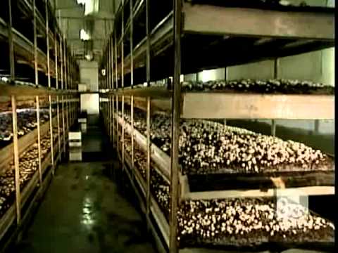 How It's Made Mushrooms