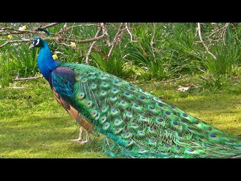 Indian Blue Peacock in All its Glory