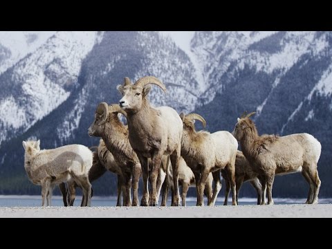 Alberta Canada - Banff Frozen in Time in 4K!