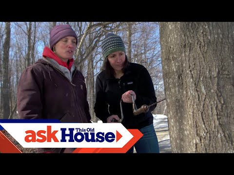 How to Make Maple Syrup