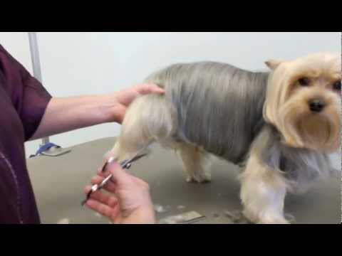 Grooming a Yorkie