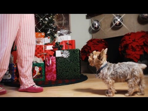 A Yorkie Christmas Story