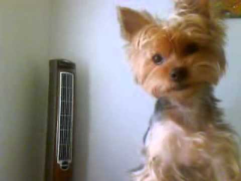 Chingu the yorkie talking