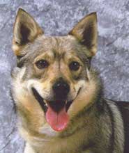 Swedish Vallhund