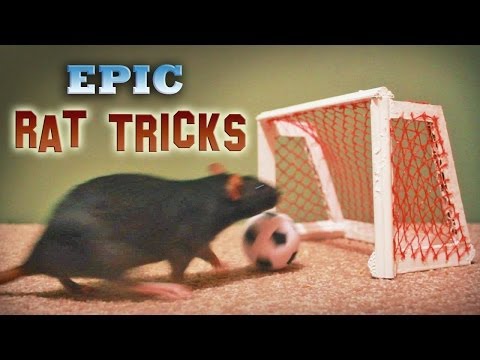 Epic Rat Tricks