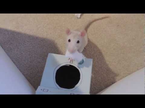 15 Incredible Rat Tricks