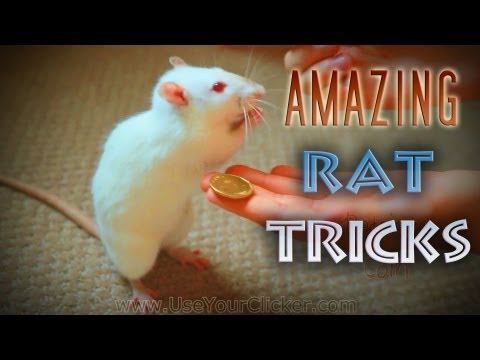 Awesome, Amazing Rat Tricks