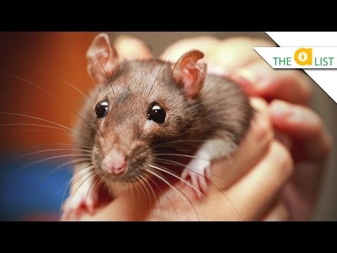 5 Fascinating Facts About Rats