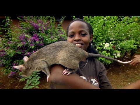 Giant Rats Can Detect Tuberculosis! - Extraordinary Animals - Series 2 - Earth