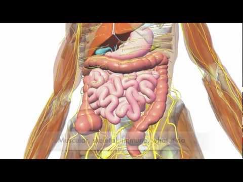 So Many Systems - Human Body Systems Rap