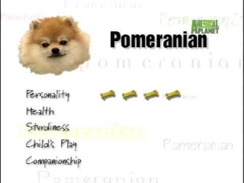 Breed All About It - Pomeranian