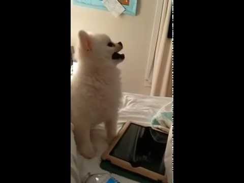 Epic Pomeranian Puppy sneeze (Original)