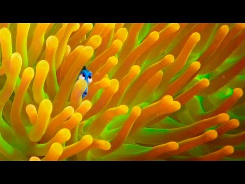 Exclusive! A Brand New ‘Finding Dory’ Trailer