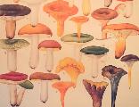 Shrooms_1449089521_crop_156x120