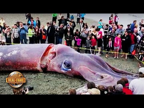 GIANT SQUID WASHES UP ON BEACH NZ