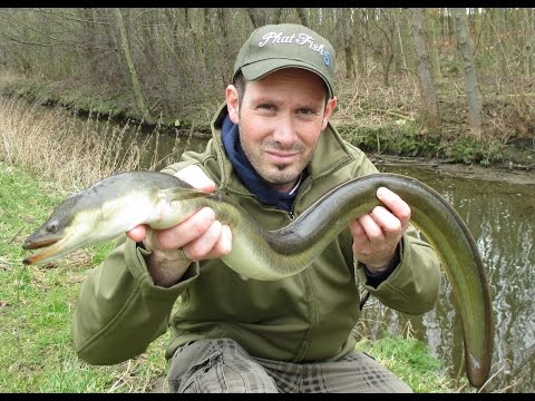 Angeln am Bach - Jetzt noch "kapitaaler" - Großer Aal aus kleinem Bach