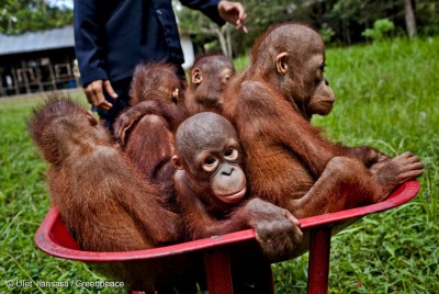 Orangutan in Central Kalimantan