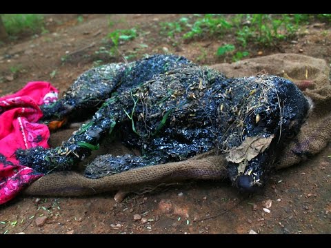 Covered in tar & unable to move, this amazing rescue saved this dog's life!